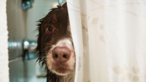 wet-dog-in-shower-081816-HERO